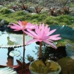 Shamata & Vipassana